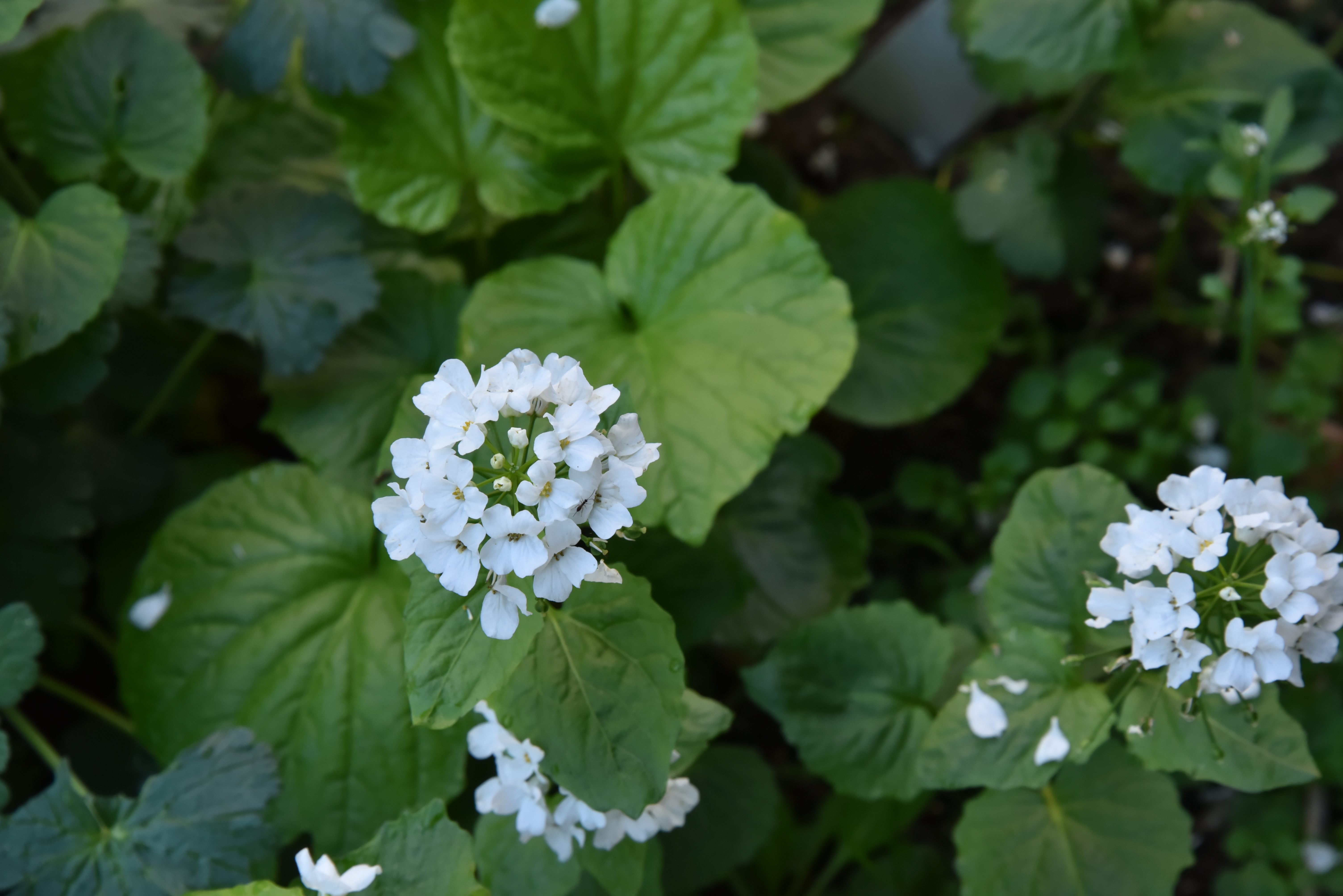 Pachyphragma macrophyllum bestellen